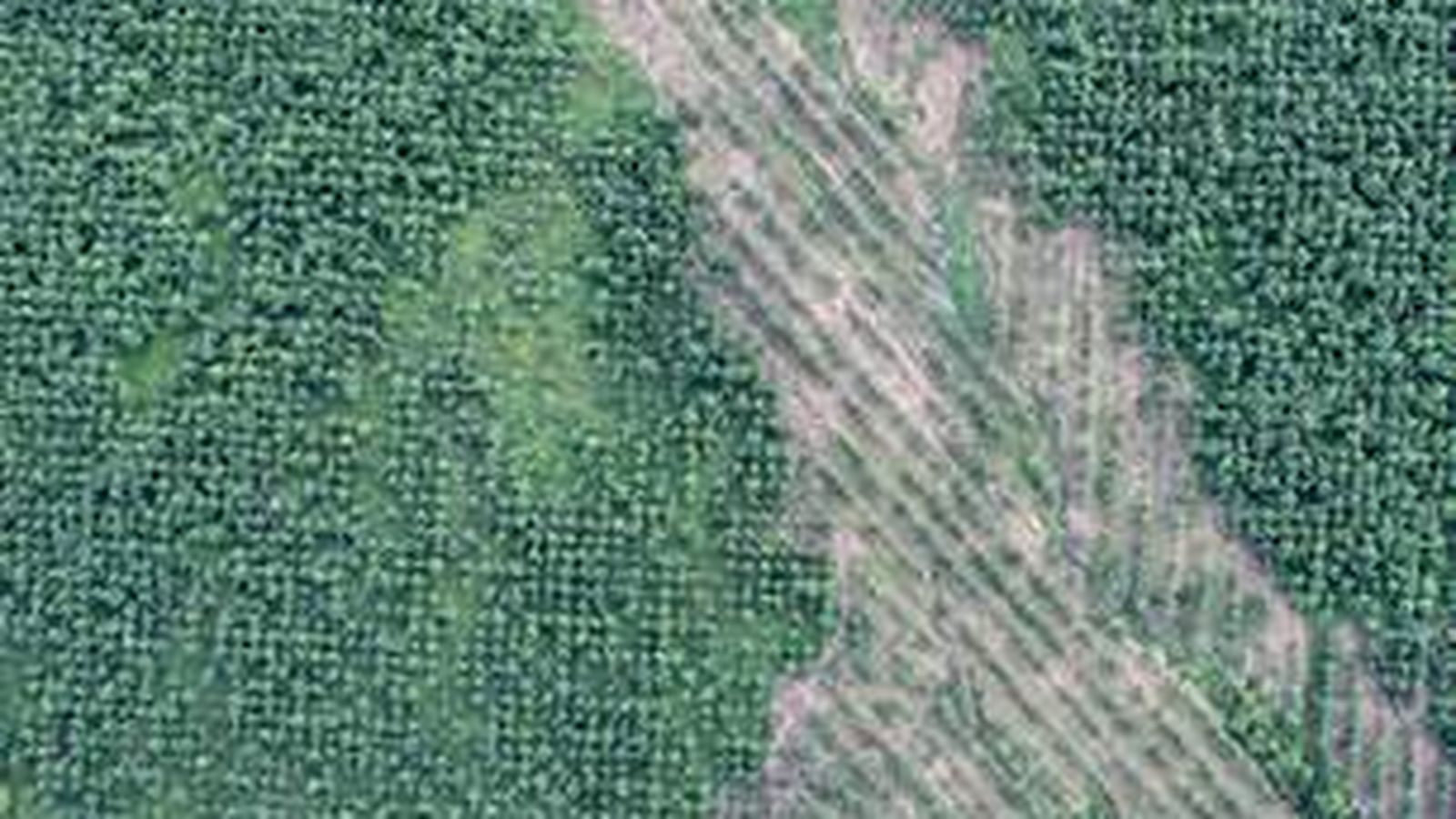 Informe técnico agroambiental con mapas y métricas